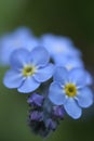 Forget-Me-Not 3 Royalty Free Stock Photo