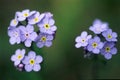 Forget-me-not