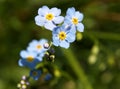 Forget-me-not