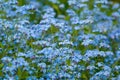 Forget-me-not. Royalty Free Stock Photo