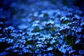 Forget-me-not Royalty Free Stock Photo