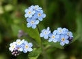 Forget Me Not