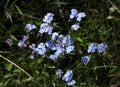 Forget Me Not