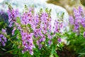 Forget me Not, Angelonia is Biennial plants that can be released throughout the year