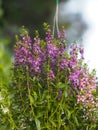 Forget me Not Angelonia goyazensis Benth, Digitalis solicariifolia name purple flower blooming in green plastic pot hanging