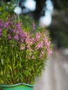 Forget me Not Angelonia goyazensis Benth, Digitalis solicariifolia name purple flower blooming in green plastic pot hanging