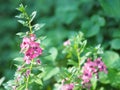 Forget me Not Angelonia goyazensis Benth, Digitalis solicariifolia name purple flower is a single flower, but sticking out