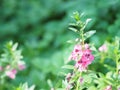 Forget me Not Angelonia goyazensis Benth, Digitalis solicariifolia name purple flower is a single flower, but sticking out