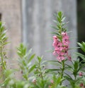 Forget me Not Angelonia goyazensis Benth, Digitalis solicariifolia name purple flower is a single flower, but sticking out