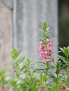 Forget me Not Angelonia goyazensis Benth, Digitalis solicariifolia name purple flower is a single flower, but sticking out