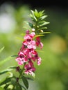 Forget me Not Angelonia goyazensis Benth, Digitalis solicariifolia name purple single flower, but sticking out together according