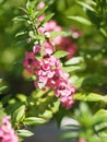 Forget me Not Angelonia goyazensis Benth, Digitalis solicariifolia name purple single flower, but sticking out together according