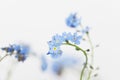 Forget-me-not, blue blossoms Royalty Free Stock Photo