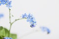 Forget-me-not, blue blossoms Royalty Free Stock Photo