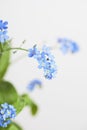 Forget-me-not, blue blossoms Royalty Free Stock Photo