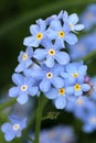 Forget-me-not Royalty Free Stock Photo