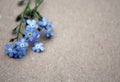 Forget-me-not blue romantic flowers on paper beige natural background