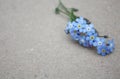 Forget-me-not blue spring flower, floral forget me not decor empty cardboard background Royalty Free Stock Photo