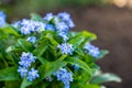 Forget me not blue spring flowers in garden Royalty Free Stock Photo