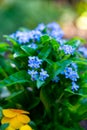 Forget me not blue spring flowers in garden Royalty Free Stock Photo
