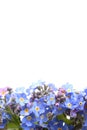 Forget me not border Royalty Free Stock Photo