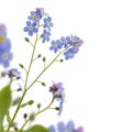 Forget me not border