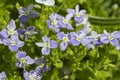 Forget-me-not close-up, small blue flowers in nature. Background postcard wallpaper floral composition Royalty Free Stock Photo