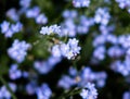 Forget-me-Not in a close-up Royalty Free Stock Photo