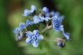 Chinese Forget Me Not Royalty Free Stock Photo