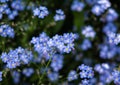 Forget me not in a closeup Royalty Free Stock Photo