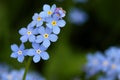 Forget-me-not Royalty Free Stock Photo