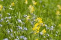 Forget-me-not and Cowslip