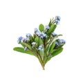 Forget Me Not Edible Flower Herb Bouquet Royalty Free Stock Photo