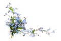 Forget-me-not (floral ornament Royalty Free Stock Photo