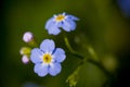 Forget me not flower Royalty Free Stock Photo