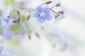 Forget-me-not flower background