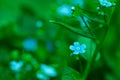 Forget-me-not flower closeup Royalty Free Stock Photo