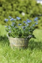 Forget me not flower in grey wooden pot Royalty Free Stock Photo