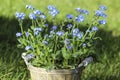 Forget me not flower in grey wooden pot Royalty Free Stock Photo