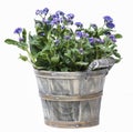 Forget me not flower in grey wooden pot Royalty Free Stock Photo