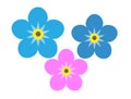 Forget me not flower isolated on white background. Blue and pink bloom. Royalty Free Stock Photo