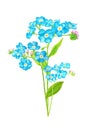 Forget me not flower isolated on white background. Blue and pink bloom. Royalty Free Stock Photo