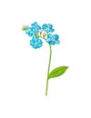 Forget me not flower isolated on white background. Blue and pink bloom. Royalty Free Stock Photo