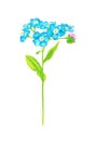 Forget me not flower isolated on white background. Blue and pink bloom. Illustration. Royalty Free Stock Photo