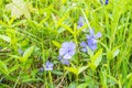 Forget-me-not flower macro with bright green leaves, nature background Royalty Free Stock Photo