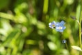 Forget-me-not flower macro with bright green leaves in the rays of the sun.Blue flowers on a green background Royalty Free Stock Photo