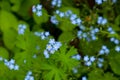 Forget-me-not flower macro with bright green leaves in the rays of the sun.Blue flowers on a green background Royalty Free Stock Photo