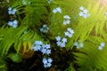 Forget-me-not flower macro with bright green leaves in the rays of the sun.Blue flowers on a green background Royalty Free Stock Photo