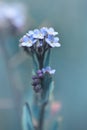 Forget me not flower  Myosotis arvensis  closeup on meadow. Royalty Free Stock Photo