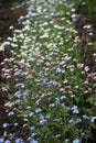 Forget-me-not flower Myosotis scorpioides - delicate pink, blue, white flower blooms in the spring garden. Background